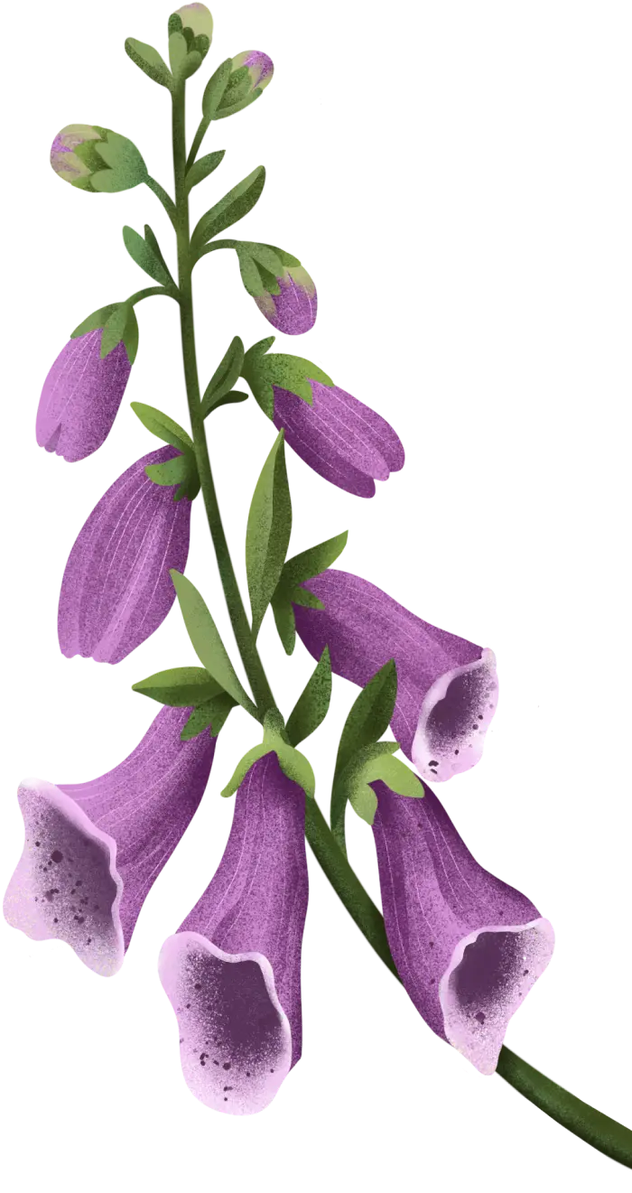Blume: Basis