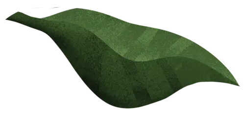 Blütenblatt 01